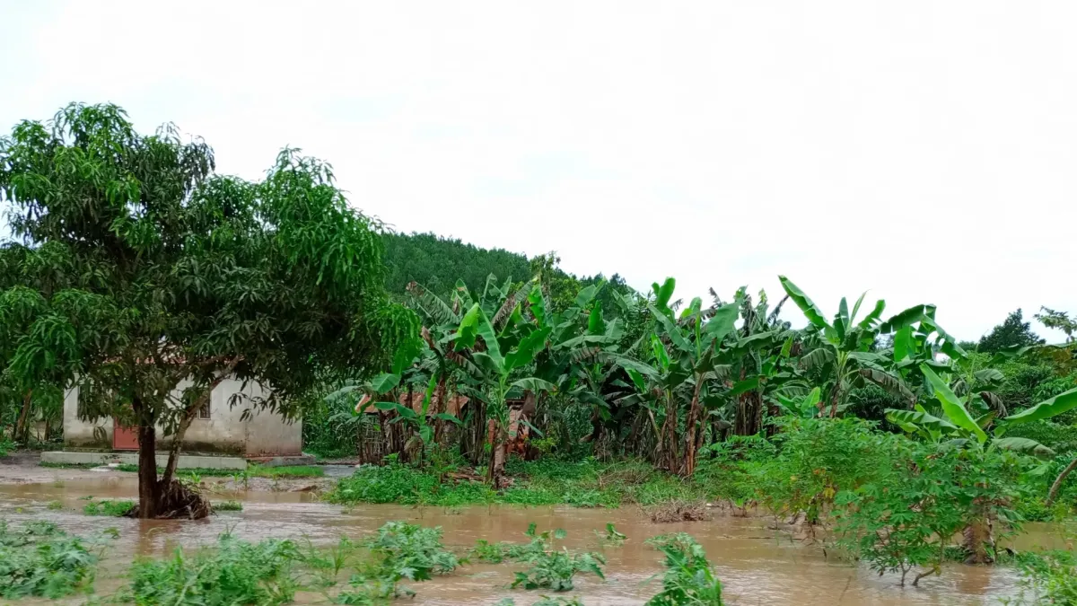 Kebun dan rumah ditenggelami air banjir selepas hujan lebat