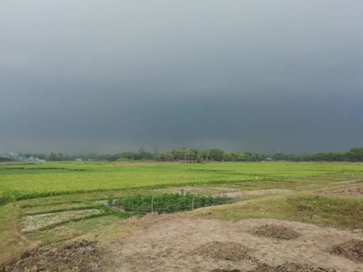 Dark rain clouds over green paddy fields